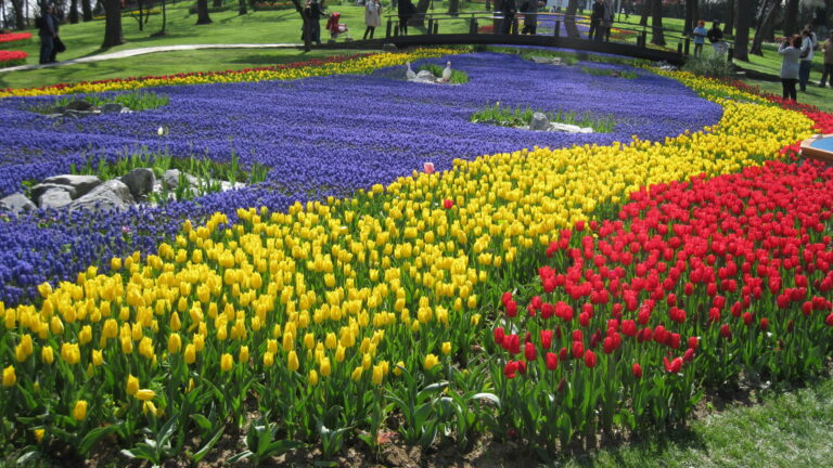 The magnificent Istanbul Tulip Festival and the History of Tulips in Turkey